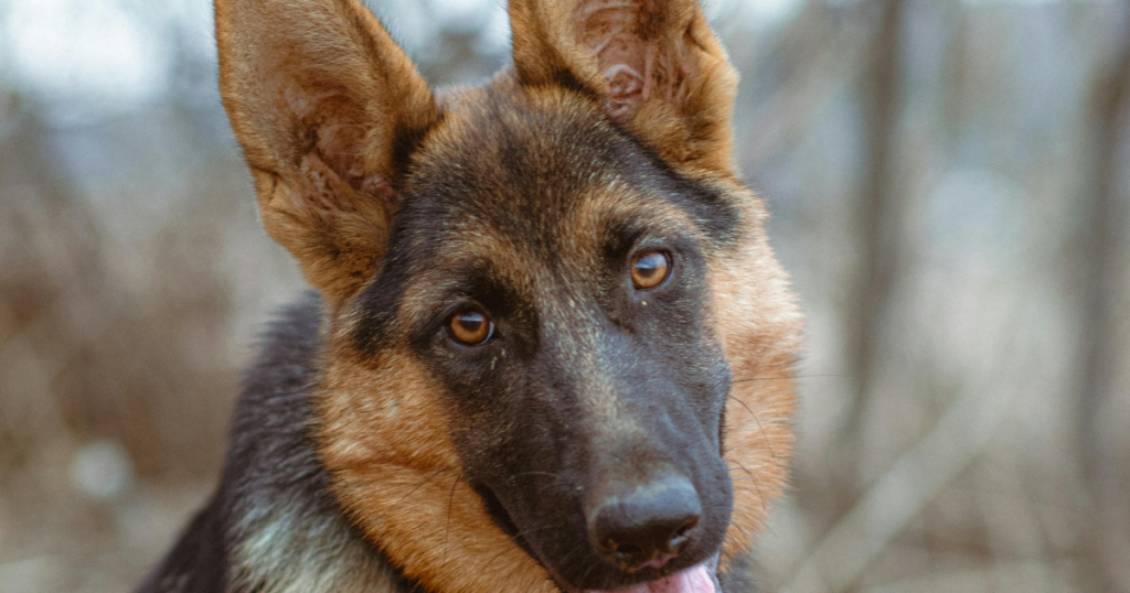 German Shepherd Temperament untitled design (13)