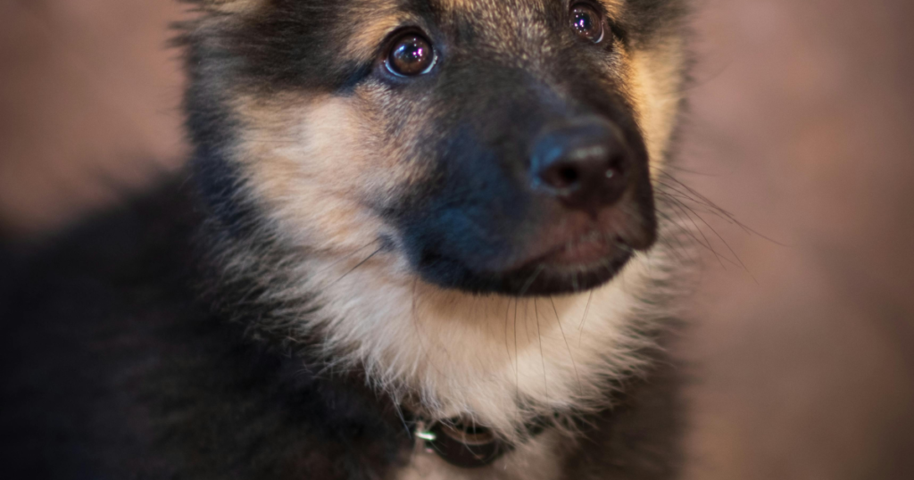 German Shepherd Temperament untitled design (16)