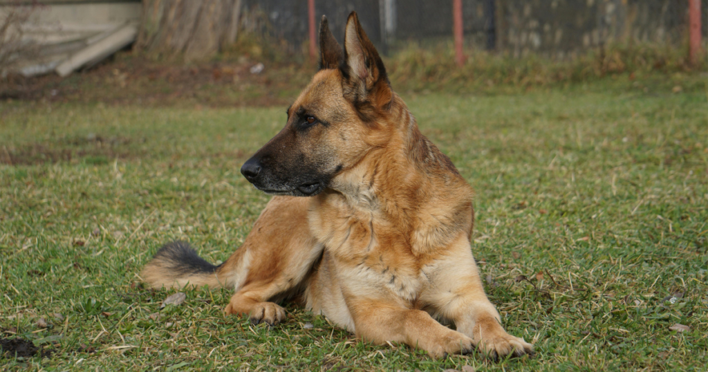 German Shepherd Temperament untitled design (18)