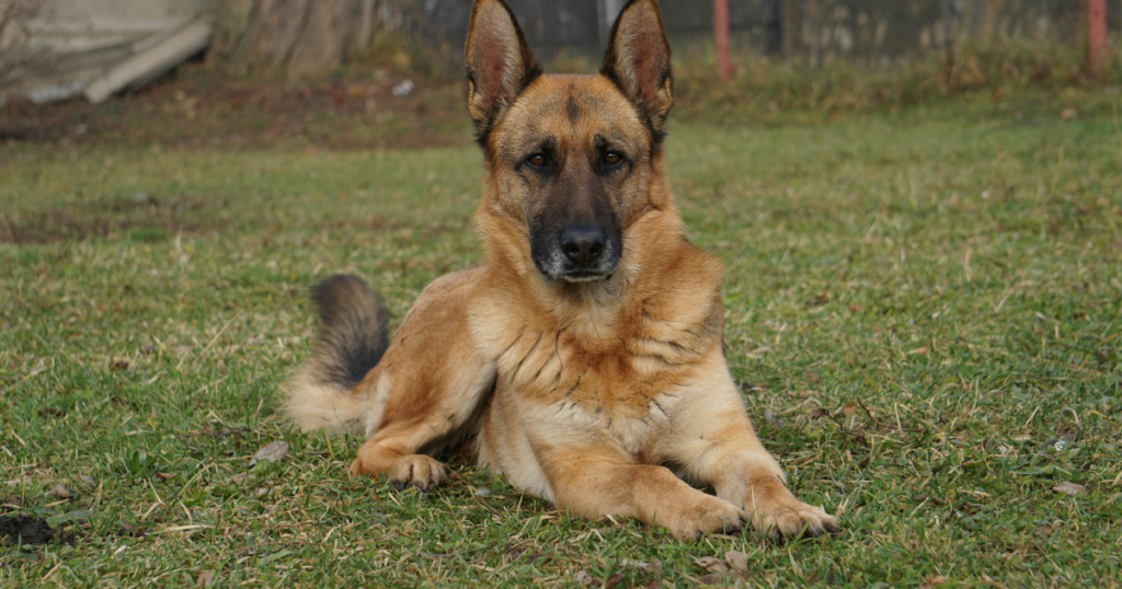 untitleStrong and healthy German Shepherd breed featured photo