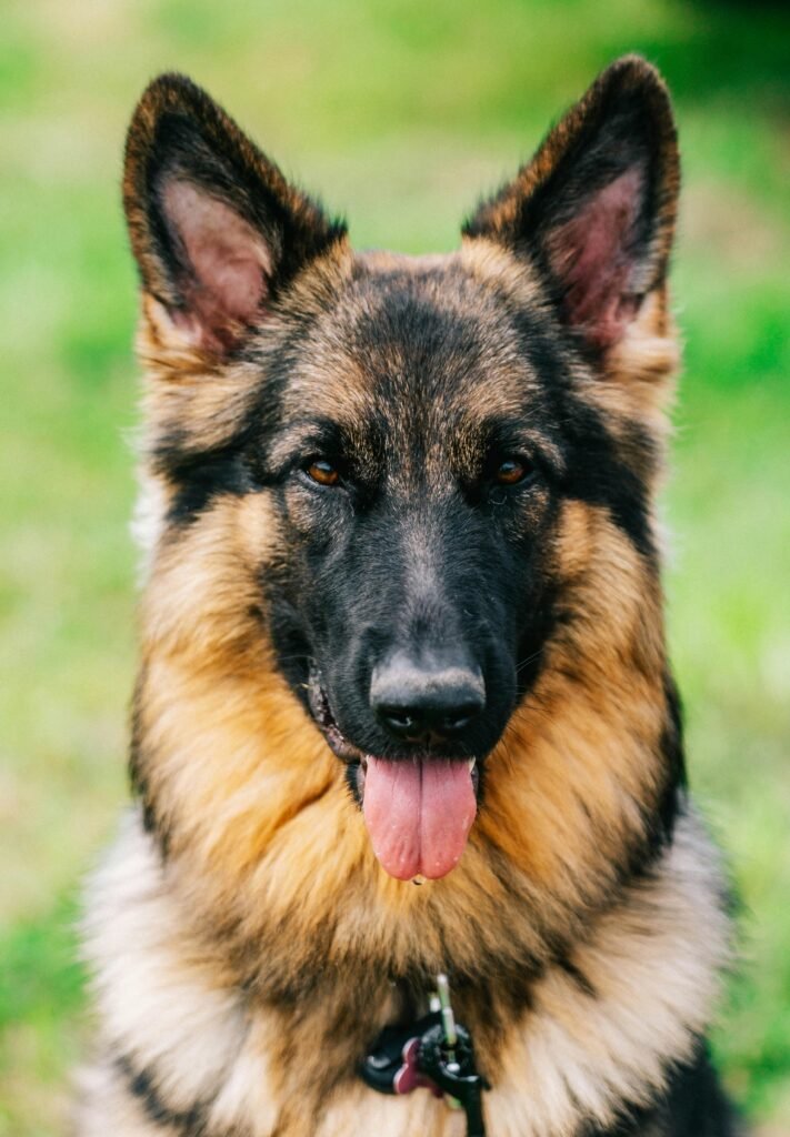 German Shepherd dog sitting on the ground, looking alert and attentive