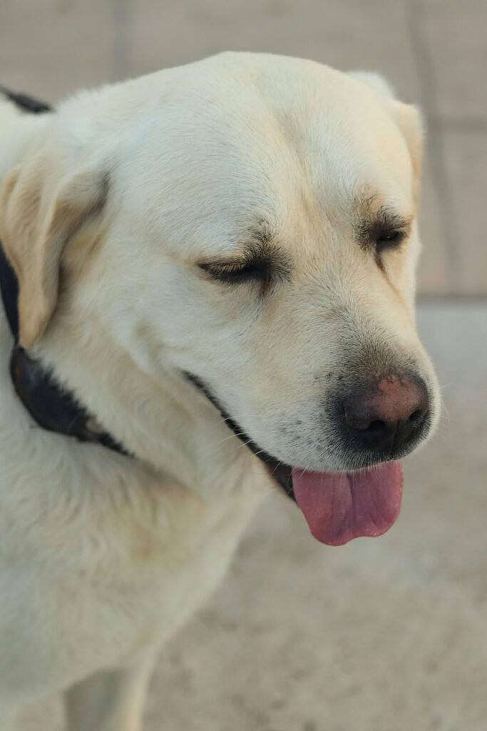 A happy Labrador Retriever with tongue out, photographed in Samsun, Türkiye.