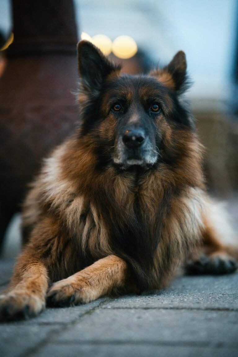 A German Shepherd dog lying on a stone pavement, captured during the evening outdoors.