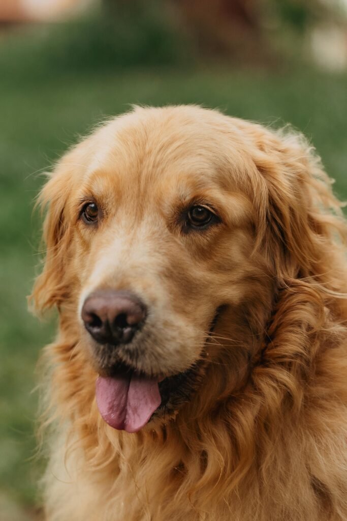 Close-up portrait of a Golden Retriever outdoors, showcasing its friendly expression.